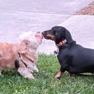 Meet your Posher, Samantha